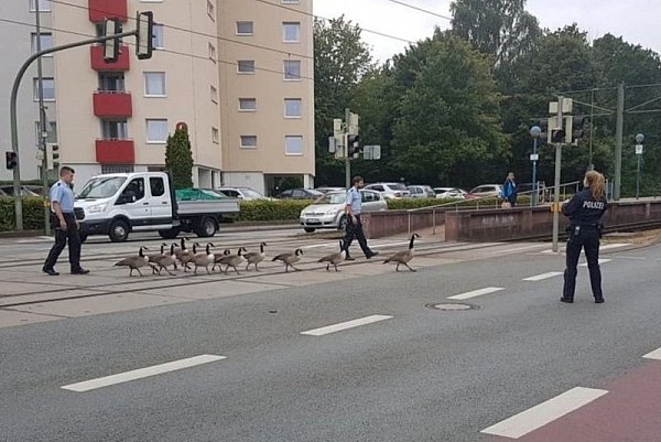 Bereits im Juli hatten Kanadagänse auf den Bielefelder Straßen für Durcheinander gesorgt.