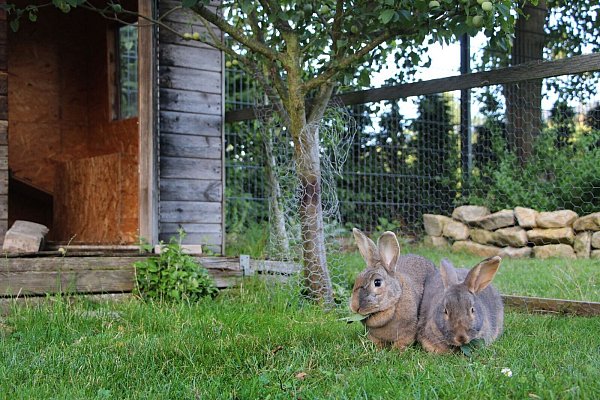 Artgerechtes Gehege: Kaninchen brauchen vor allem viel Platz zum Hoppeln. - © Katja Sponholz/dpa-tmn
