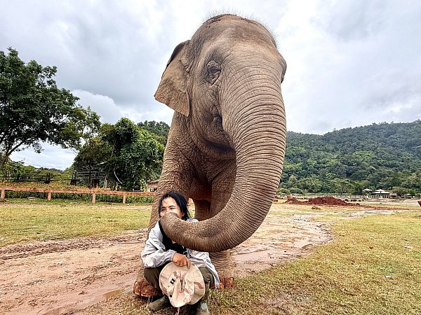 Mit ihren Rüsseln scheinen die Elefanten ihre Retterin zärtlich zu streicheln. - © Carola Frentzen/dpa