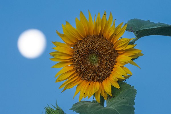 Es ist keine «grüne Energie«, die die Nasa auf dem Mond schöpfen will. (Archivbild) - © Thomas Warnack/dpa