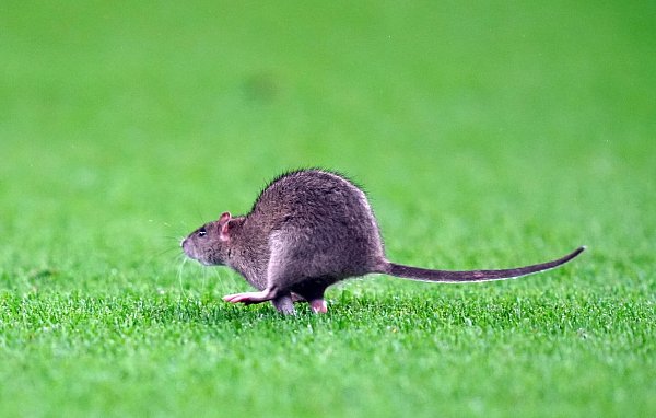 Kein Symbolbild: Diese Ratte lief in Cardiff über den Stadionrasen. - © David Davies/PA Wire/dpa