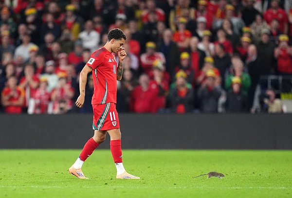 Auf Rattenjagd: der walisische Nationalspieler Brennan Johnson. - © Adam Davy/PA Wire/dpa