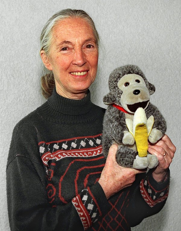 Jane Goodall brachte oft einen Affen mit. (Archivbild) - © Volker Dornberger/dpa