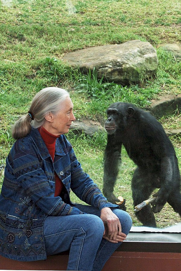 Die britische Ethnologin Jane Goodall traf sich mit Schimpansen im Taronga Zoo. (Archivbild) - © Dean Lewis/AAP/dpa