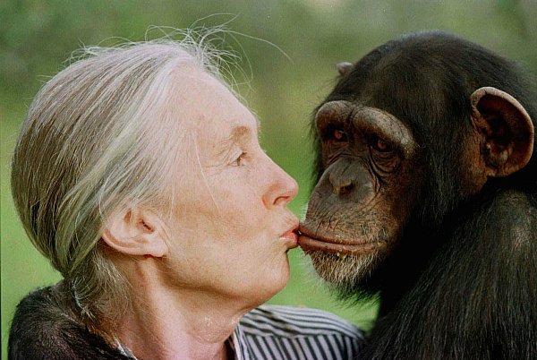 Goodall revolutionierte die Erforschung von Primaten. (Archivbild) - © JEAN-MARC BOUJU/AP/dpa