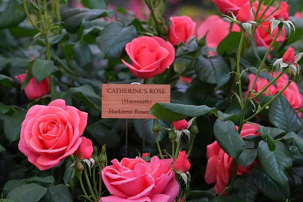 Benannt nach Prinzessin Kate: «Catherine\\\'s Rose». - © Kirsty Wigglesworth/AP/dpa