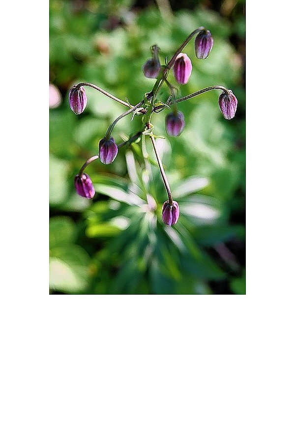 Die Türkenbundlilie ist eine der stattlichsten Lilien in ganz Europa. - © FOTO: ULF HANKE