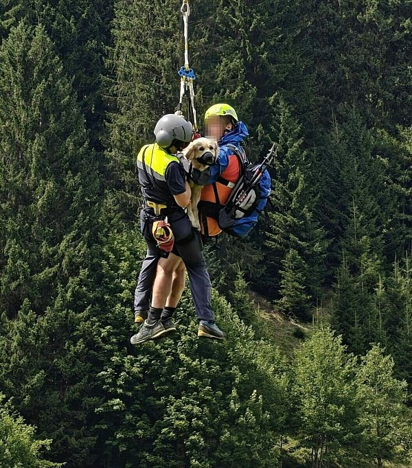 Die Tierärzte stellen der schwer verletzten Hündin eine optimistische Prognose aus. (Handout-Foto) - © Unbekannt/LPD VORARLBERG/APA/dpa