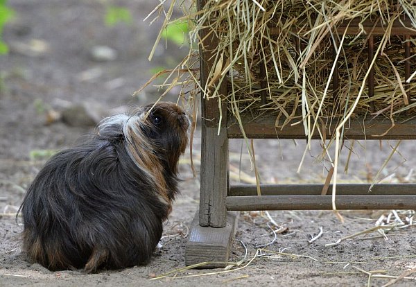 Im Winter brauchen Meerschweinchen auch viel Frischfutter wie Gurken, Karotten und Salate. - © Andrea Warnecke/dpa-tmn