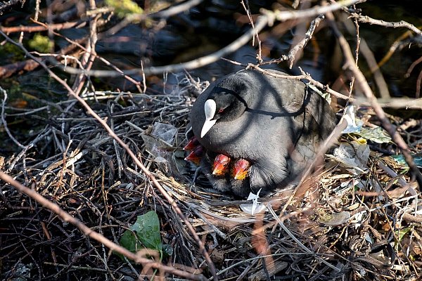 Auch in Deutschland nutzen Blässhühner oft Müll für ihre Nester. In Amsterdam wurden nun Nestbauten untersucht. (Archivbild) - © Sina Schuldt/dpa