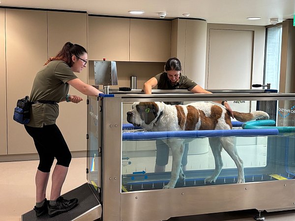 Im «Barryland» können Besucher die tägliche Pflege der Hunde live miterleben. - © Christiane Oelrich/dpa