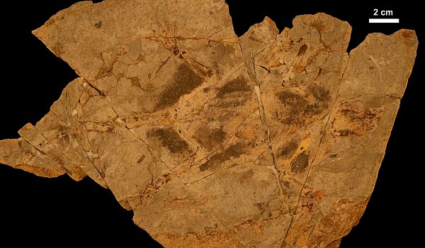 Holotypexemplar der kreidezeitlichen Säugetierform Arboroharamiya fuscus. - © Chang-fu Zhou/-/dpa