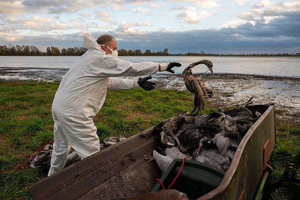 Die Geflügelpest hat in diesem Herbst besonders Kraniche erfasst. Tausende Tiere erlagen dem Virus. (Illustration) - © Christophe Gateau/dpa