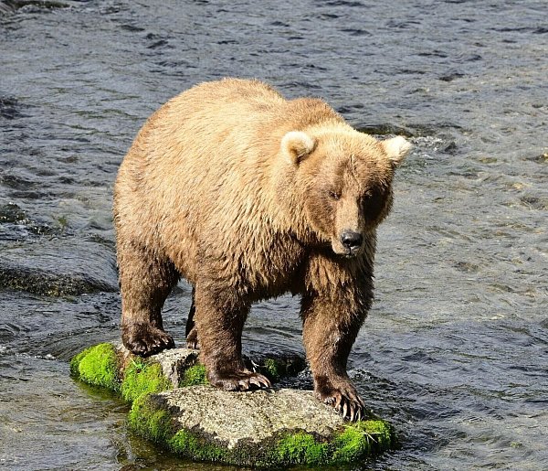 Die massige Siegerin von 2023 und 2024, Braunbärin Grazer (Nummer 128), ist erneut dabei. - © Christine Loberg/Katmai-Nationalpark/dpa