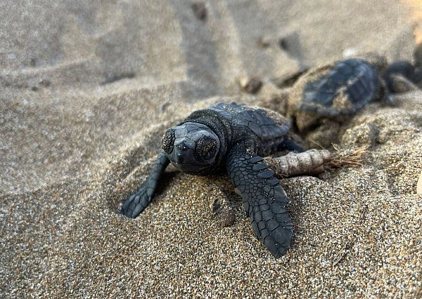 Unechte Karettschildkröten machen sich nach dem Schlüpfen auf den Weg zum Meer. - © -/Society for Protection of Turtles/dpa