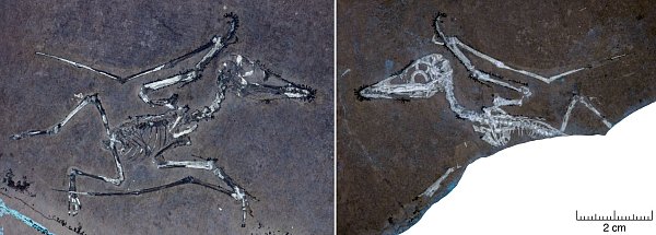 UV-Licht auf den Knochen macht deutlich, dass Pterodactylus-Schlüpfling Lucky einen gebrochenen Flügel hat. - © -/University of Leicester/EurekAlert/dpa