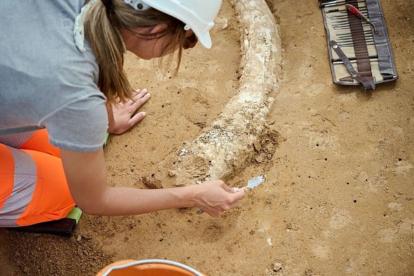 Der Fund stammt aus der Eiszeit und dürfte Experten zufolge mindestens 12.000 Jahre alt sein. - © Moritz Reich/TransnetBW/dpa