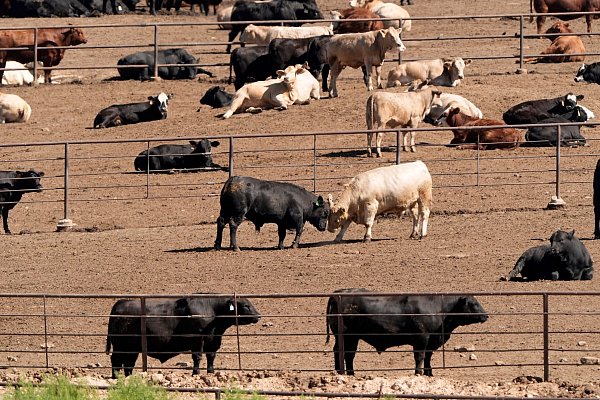 Selbst bei einer globalen Energiewende weg von fossilen Brennstoffen würden allein die Ernährungssysteme dazu führen, dass die Erderwärmung nicht auf 1,5 Grad begrenzt werden kann, heißt es im Bericht. (Archivbild) - © Charlie Riedel/AP/dpa