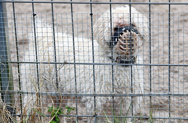 In den Tierheimen sitzen immer mehr nur schwer vermittelbare Hunde. (Archivbild) - © Carsten Rehder/dpa