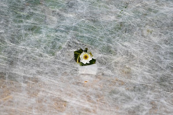 Pflanzen im Freiland wie Erdbeeren kann man mit Vlies abdecken, um sie vor Spätfrösten zu schützen. - © Arne Dedert/dpa/dpa-tmn