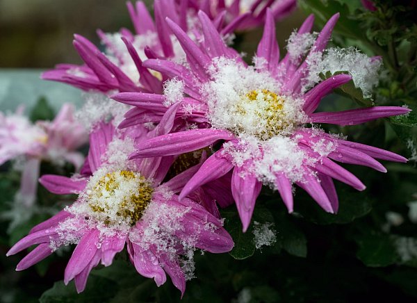 Wenn die ersten Flocken fallen, strahlen Chrysanthemen noch immer in voller Schönheit. - © Soeren Stache/dpa/dpa-tmn