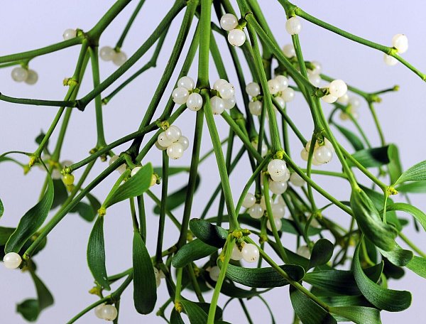 Besonders gefährlich: Schon kleine Mengen der Mistelbeeren können bei Kindern zu Übelkeit, Bauchschmerzen oder Erbrechen führen. - © Caroline Seidel-Dißmannel/dpa-tmn