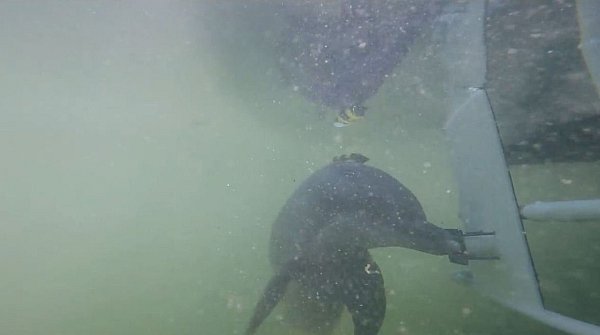 Ein Delfin drückt während der Studie einen Knopf. - © Dolphin Research Center, Florida, USA/dpa