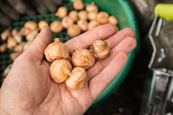 Einfache Faustregel: Die Größe der Blumenzwiebel entscheidet darüber, wie tief sie in die Erde kommt. - © Christin Klose/dpa-tmn