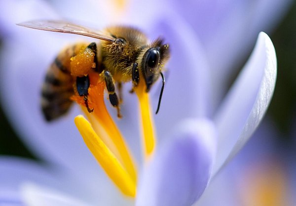 Die ersten Bienen im Jahr freuen sich über früh blühende Pflanzen wie Krokusse. - © Sven Hoppe/dpa/dpa-tmn