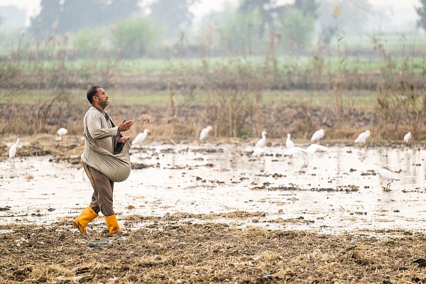 In Ägypten trifft die Wasserknappheit vor allem die Landwirtschaft. - © Christophe Gateau/dpa