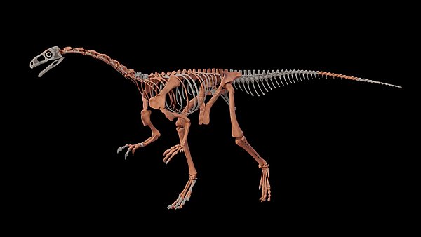 Nachbildung des Dinosauriers Huayracursor jaguensis - © ---/CONICET Argentina/dpa