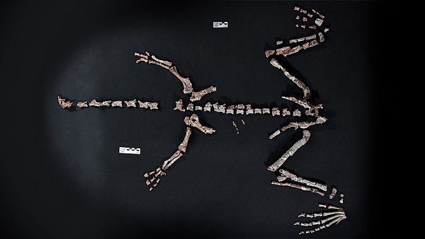 Knochen des Dinosauriers Huayracursor jaguensis - © ---/CONICET Argentina/dpa