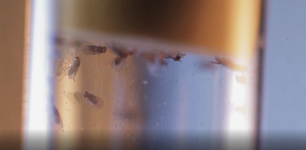 Taufliegen in einem Labor - © -/NeuroCure / 2740.media/dpa