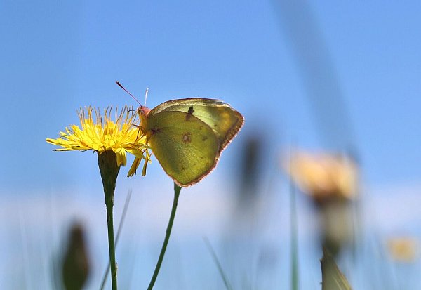 Nahrungsquelle: Die Blüten von Wildblumen halten für Schmetterlinge viel Nektar bereit. - © Karl-Josef Hildenbrand/dpa/dpa-tmn