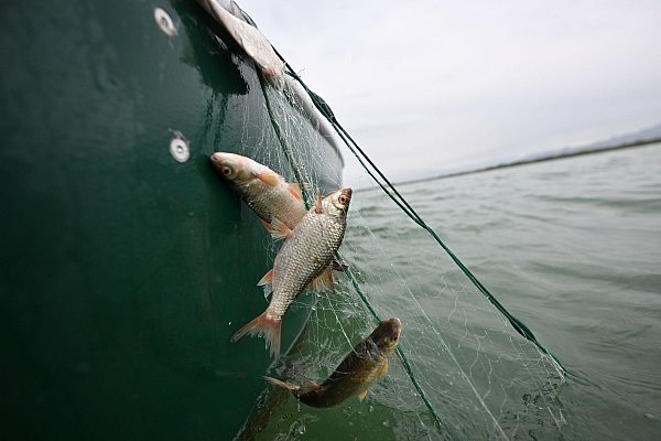 Rotaugen sind nicht nur als Speisefisch beliebt, sie sollen auch die rasante Ausbreitung der Quagga-Muscheln im Bodensee bremsen. (Archivbild) - © Felix Kästle/dpa