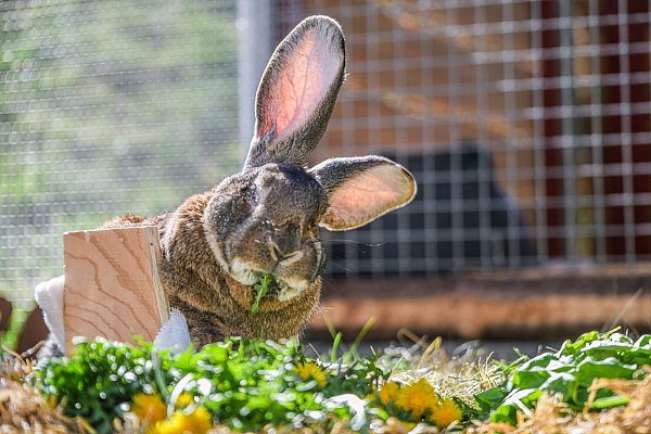 Für das Riesenkaninchen ist der Rollator eine große Hilfe. - © Jason Tschepljakow/dpa