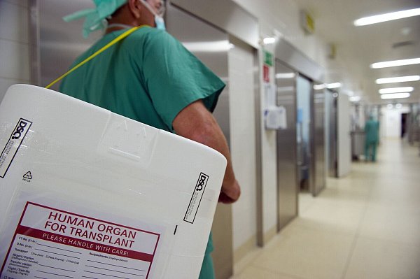 Schon sehr kleine Mengen des hochgiftigen Knollenblätterpilzes schädigen die Leber schwer. Für Patienten mit Leberversagen ist eine Lebertransplantation oft die einzige Möglichkeit zu überleben. (Symbolfoto). - © picture alliance / dpa