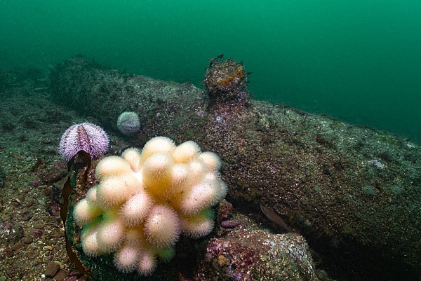 Sie liegen zwischen Hauptinsel und Düne. - © Florian Huber/Submaris/dpa