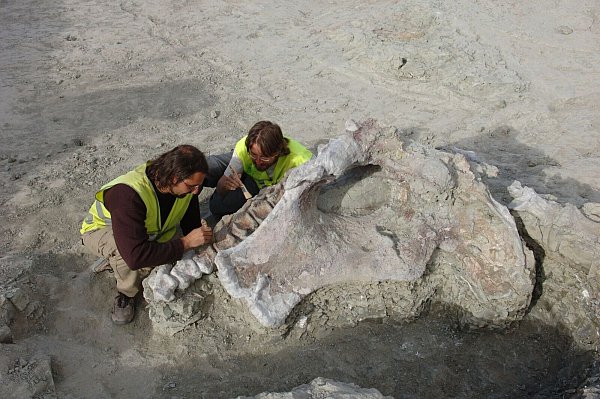 Manche Dinosaurier-Knochen haben gewaltige Ausmaße. Portugiesische und spanische Forschenden haben neue entdeckt. - © Gbe-Uned/dpa