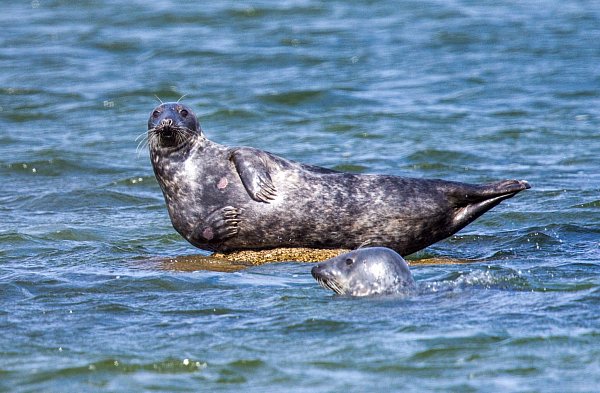Vor der Ostküste Rügens wurden ungewöhnlich viele tote Kegelrobben entdeckt. Die Todesursache wird untersucht. - © Jens Büttner/dpa