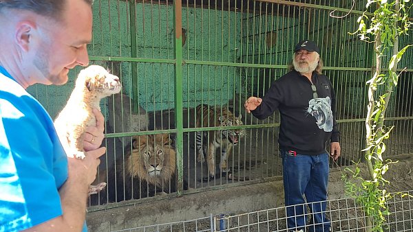 Tierarzt Gabriel Gaspar (l) mit dem Liger-Baby und Zoo-Besitzer Dorin Soimaru stehen vor dem Käfig, in dem die Eltern des Ligers, der Löwe und die Tiger-Dame zu sehen sind. - © Cosmin Romega/dpa