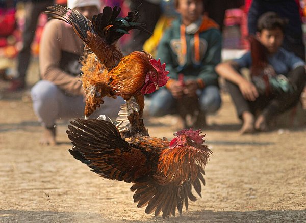 Bei Hahnenkämpfen verletzten sich die Tiere oft schwer bis tödlich. (Archivbild) - © Anupam Nath/AP/dpa