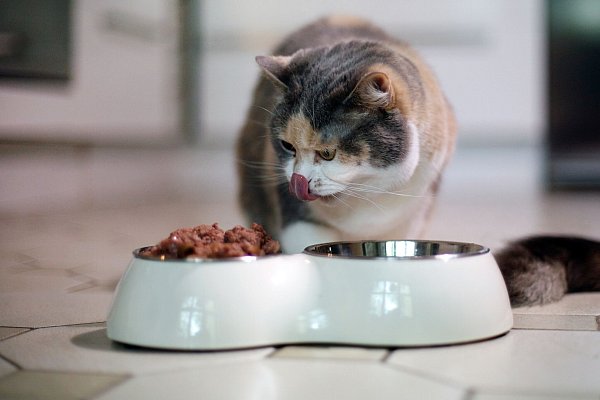 Achtung bei der Portionsgröße: Katzen sollten über den Tag verteilt viele kleine Futterportionen erhalten. - © Ina Fassbender/dpa-tmn