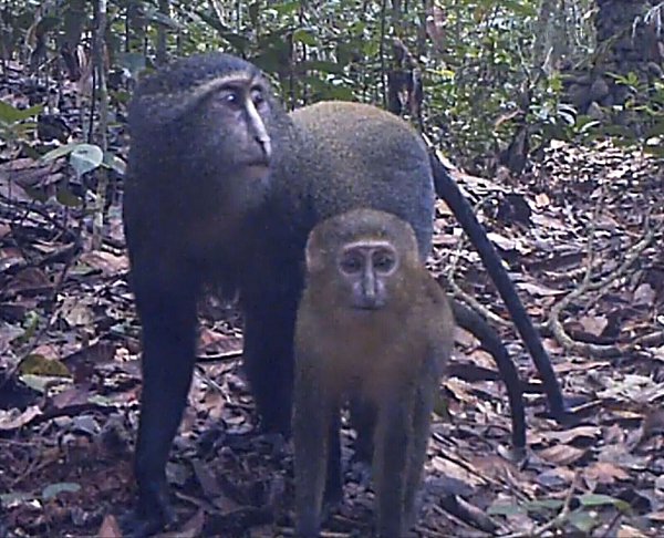 Lesula-Affen (Cercopithecus lomamiensis) sind der Wissenschaft erst seit 2012 bekannt. (Handout) - © Charlene Korchia/-/dpa