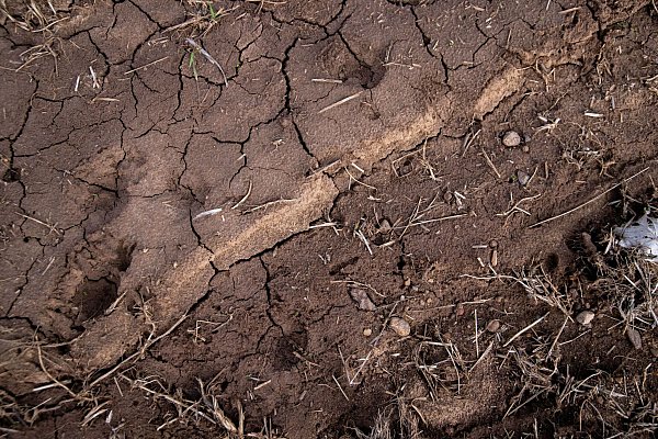 Risse durchziehen den Boden eines Ackers. Trockenheit macht Landwirten, Obst- und Weinbauern in Teilen Bayerns in diesem Jahr bereits früh zu schaffen. (Archivbild) - © Pia Bayer/dpa