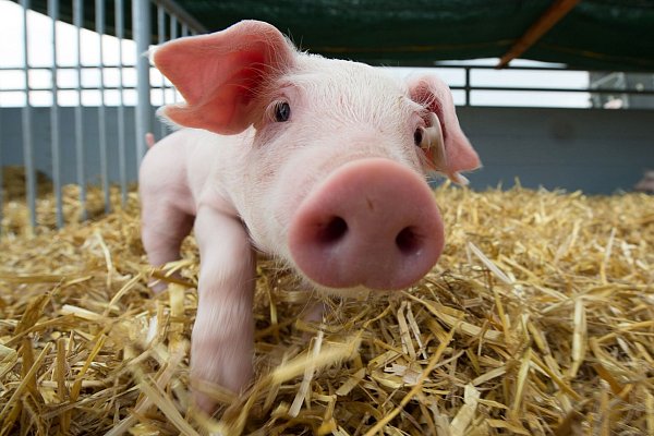 Schweine werden oft als schmutzig bezeichnet. Dabei ist eigentlich das Gegenteil der Fall. (Archivbild) - © Sebastian Kahnert/dpa-Zentralbild/dpa