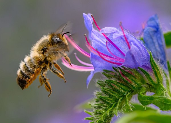 Fleißige Bienchen? Die gestreiften Insekten sind jedoch gar nicht so tüchtig, wie man meint. (Archivbild) - © Patrick Pleul/dpa