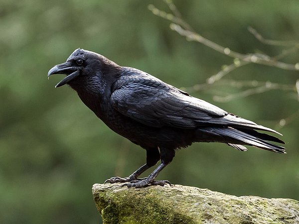 Schlechte Eltern werden als «Rabeneltern» bezeichnet, dabei ist dieser Vogel sehr fürsorglich, wenn es um den eigenen Nachwuchs geht. (Archivbild) - © picture alliance / ZB