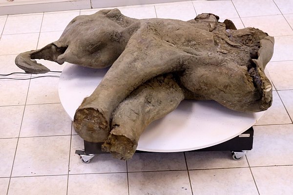 Die Überreste des von Dorfbewohnern in Sibirien entdeckten Mammut-Babys sind nach Forscherangaben außergewöhnlich gut erhalten. - © Michil Yakovlev/Mammoth Museum at the Russian North-Eastern Federal University telegram channel/AP/dpa