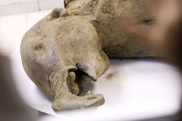 Die Überreste eines Mammut-Babys wurde durch das Schmelzen des Permafrostbodens im russischen Sibirien freigelegt. - © Michil Yakovlev/Mammoth Museum at the Russian North-Eastern Federal University telegram channel/AP/dpa
